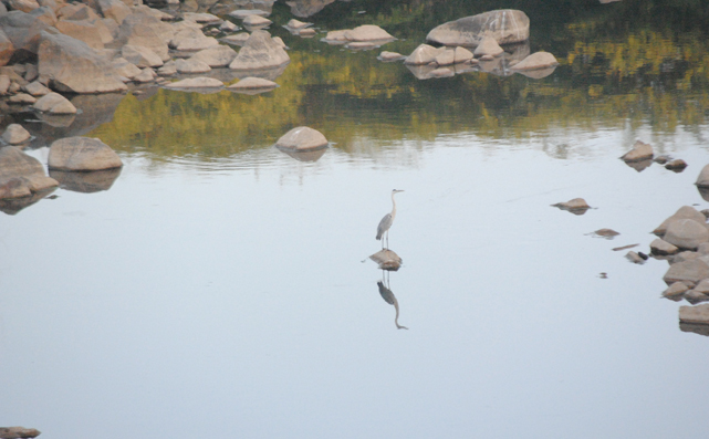 wildlife photography in gujarat